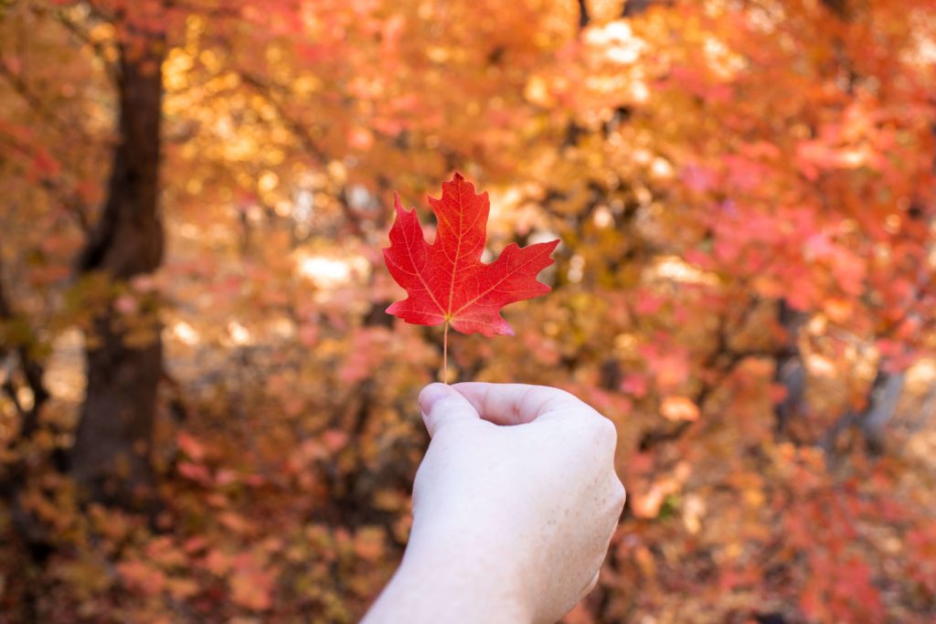 autumn